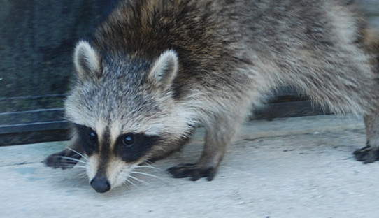 Raccoon Removal in Lebanon