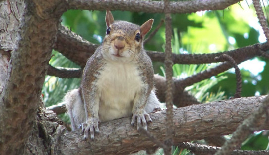 Squirrel Removal in Lebanon